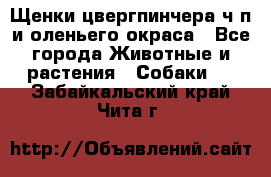 Щенки цвергпинчера ч/п и оленьего окраса - Все города Животные и растения » Собаки   . Забайкальский край,Чита г.